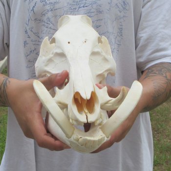 13" Wild Boar Skull 