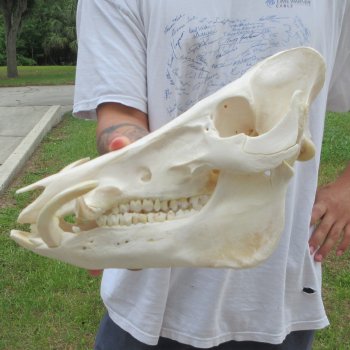 13" Wild Boar Skull 