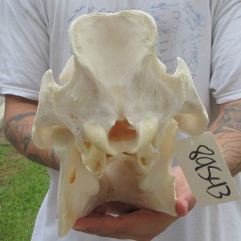 13" Wild Boar Skull 