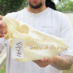 12" Wild Boar Skull 