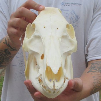 12" Wild Boar Skull 