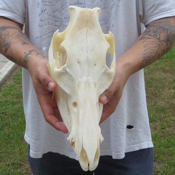 12" Wild Boar Skull 