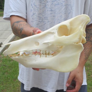 12" Wild Boar Skull 