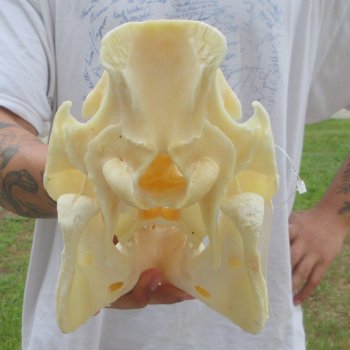 12" Wild Boar Skull 