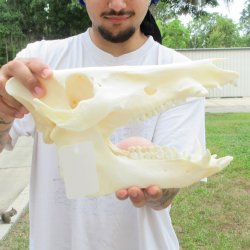 13" Wild Boar Skull 