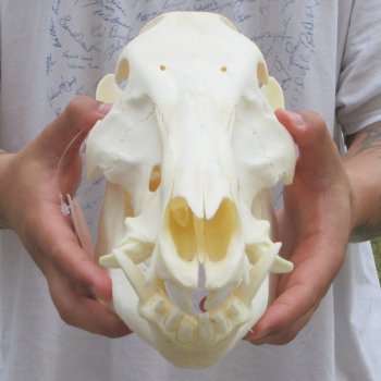 13" Wild Boar Skull 