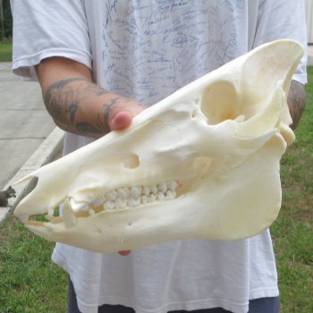 13" Wild Boar Skull 