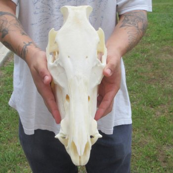 13" Wild Boar Skull 