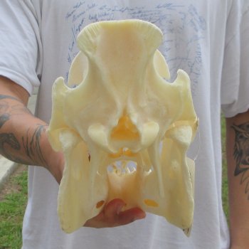 13" Wild Boar Skull 