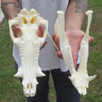 12" Wild Boar Skull 