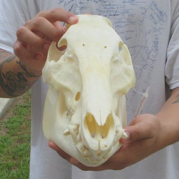 13" Wild Boar Skull 