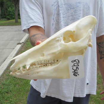 13" Wild Boar Skull 