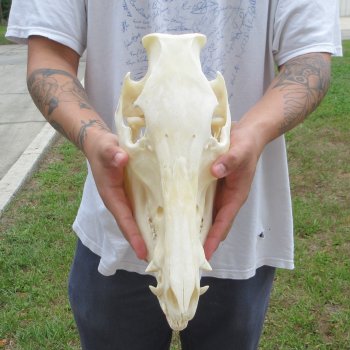 13" Wild Boar Skull 