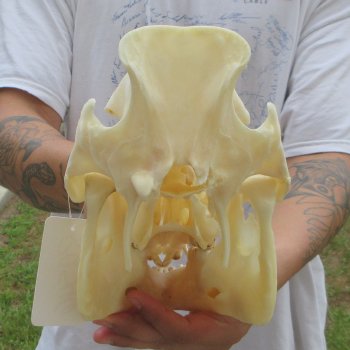 13" Wild Boar Skull 