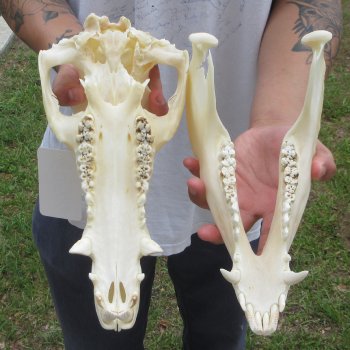 13" Wild Boar Skull 
