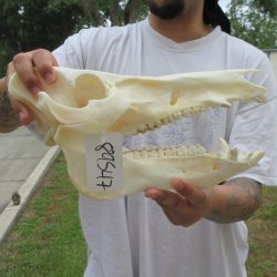 13" Wild Boar Skull 