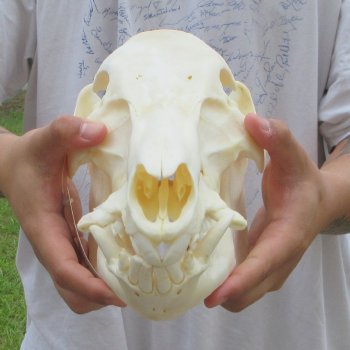 13" Wild Boar Skull 