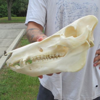 13" Wild Boar Skull 
