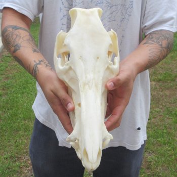 13" Wild Boar Skull 