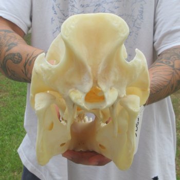 13" Wild Boar Skull 