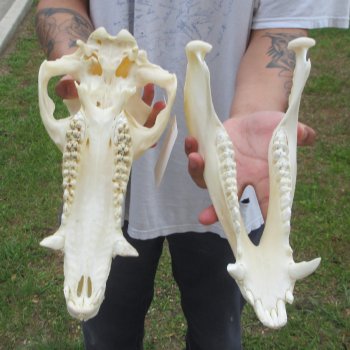 13" Wild Boar Skull 