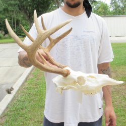 8 Point Whitetail Deer Skull