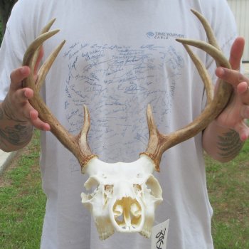 8 Point Whitetail Deer Skull