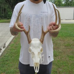 8 Point Whitetail Deer Skull