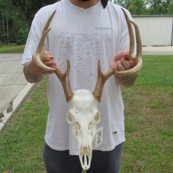 8 Point Whitetail Deer Skull