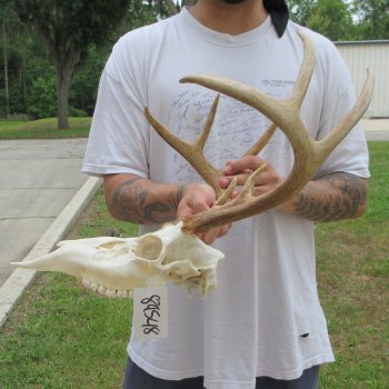 8 Point Whitetail Deer Skull