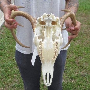 8 Point Whitetail Deer Skull
