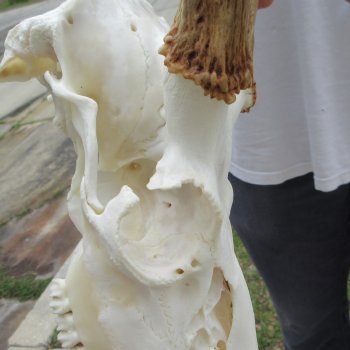 8 Point Whitetail Deer Skull