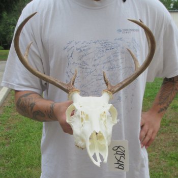 7 Point Whitetail Deer Skull
