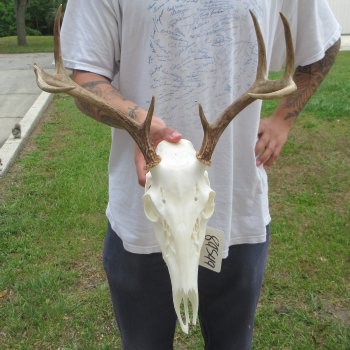 7 Point Whitetail Deer Skull