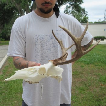 7 Point Whitetail Deer Skull