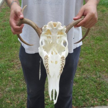 7 Point Whitetail Deer Skull