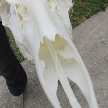 7 Point Whitetail Deer Skull