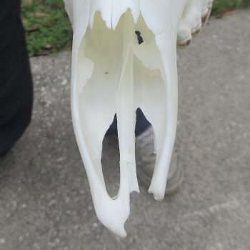 7 Point Whitetail Deer Skull
