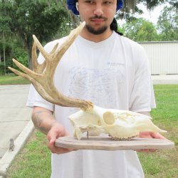 8 Point Whitetail Deer Skull on Plaque