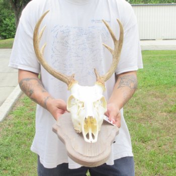 8 Point Whitetail Deer Skull on Plaque