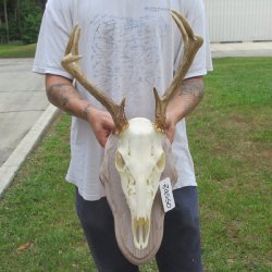 8 Point Whitetail Deer Skull on Plaque