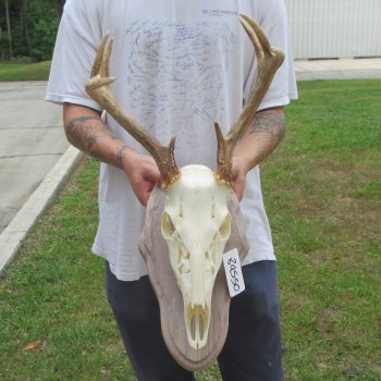 8 Point Whitetail Deer Skull on Plaque