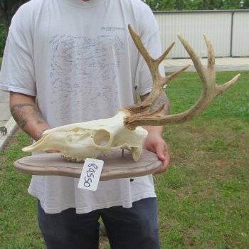 8 Point Whitetail Deer Skull on Plaque