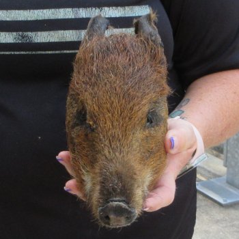 7" to 8" Preserved Georgia Wild Boar / Hog Head