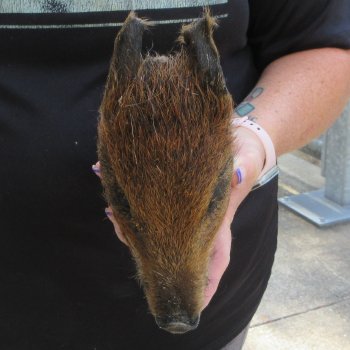 7" to 8" Preserved Georgia Wild Boar / Hog Head