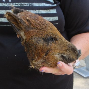 7" to 8" Preserved Georgia Wild Boar / Hog Head