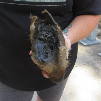 7" to 8" Preserved Georgia Wild Boar / Hog Head