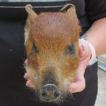 7" to 8" Preserved Georgia Wild Boar / Hog Head