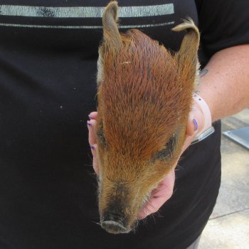 7" to 8" Preserved Georgia Wild Boar / Hog Head