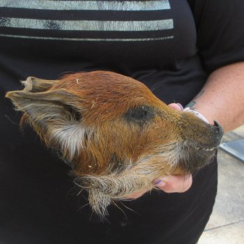 7" to 8" Preserved Georgia Wild Boar / Hog Head